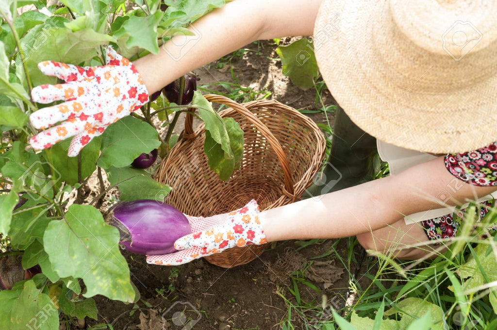 Les répulsifs naturels pour votre jardin